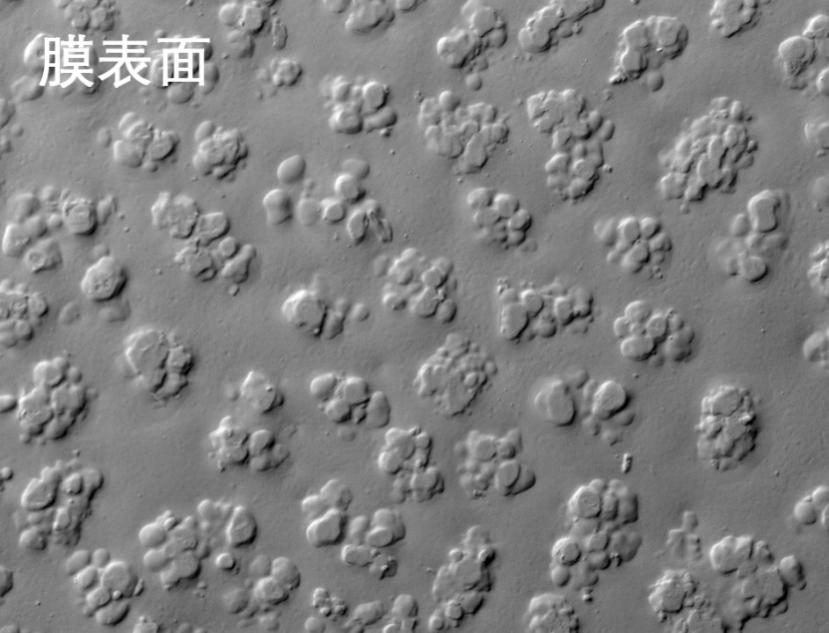 91视频官网入口烧结管式膜电镜照片